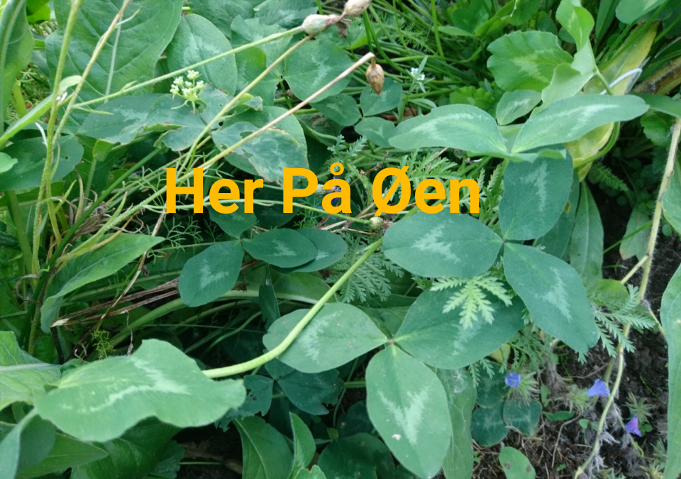 Hvad er en morsingbo?