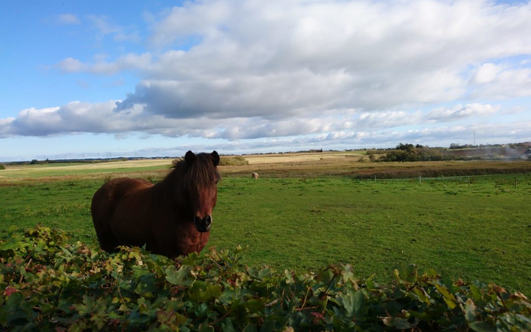 Flere heste på Ulleruphusevej