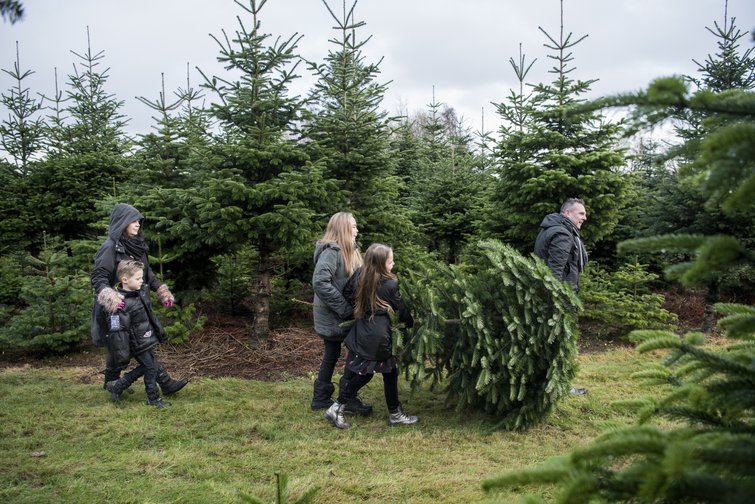 Bolius om dobbeltgrønne juletræer