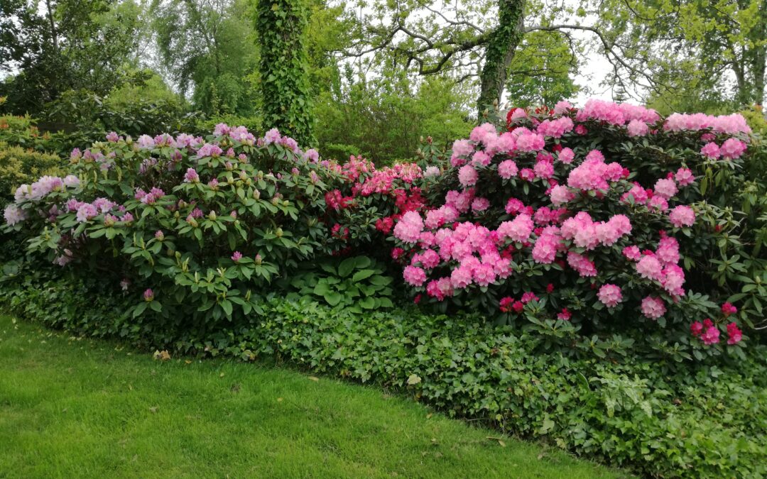 Bodils smukke Rododendron