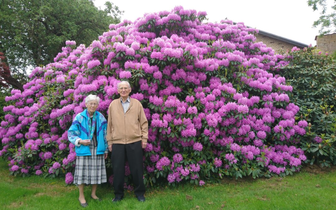Imponerende rododendron i Nykøbing