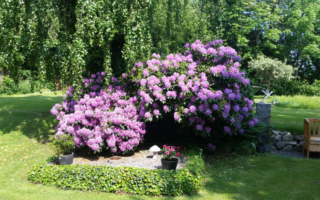 Endnu mere rododendron