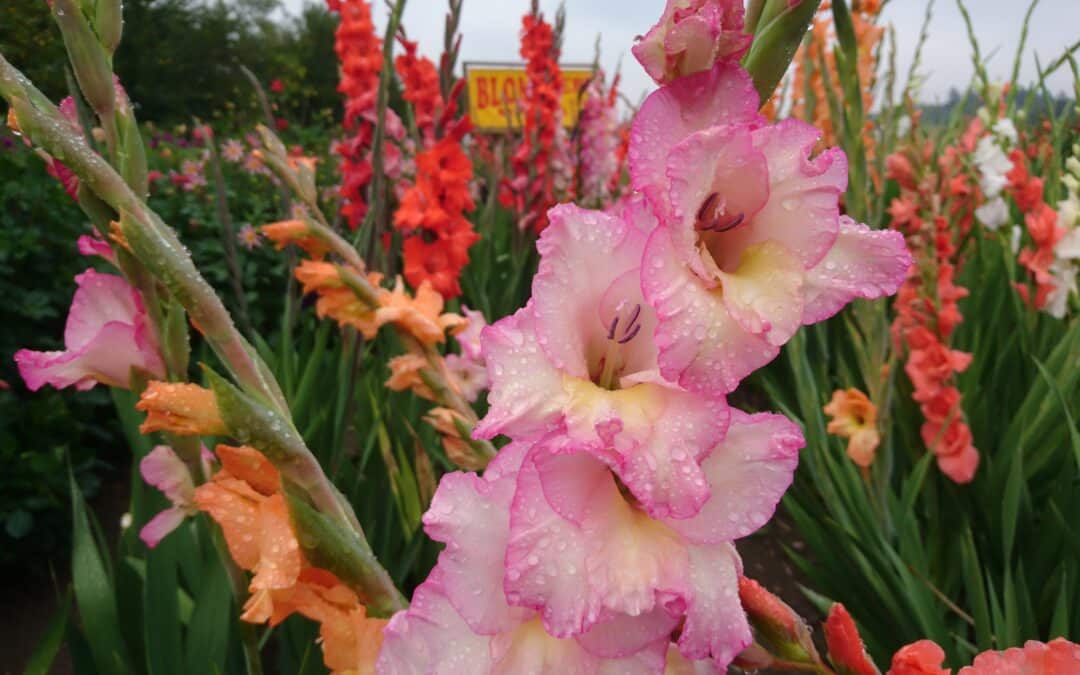 Gladiolus