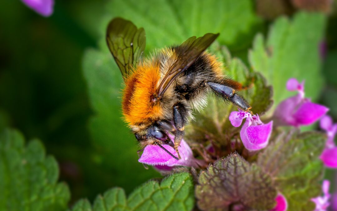 Pulje til mere vild natur på Mors