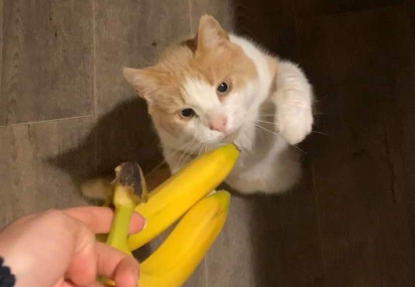 Sommerens Sødeste? Bølle med bananerne