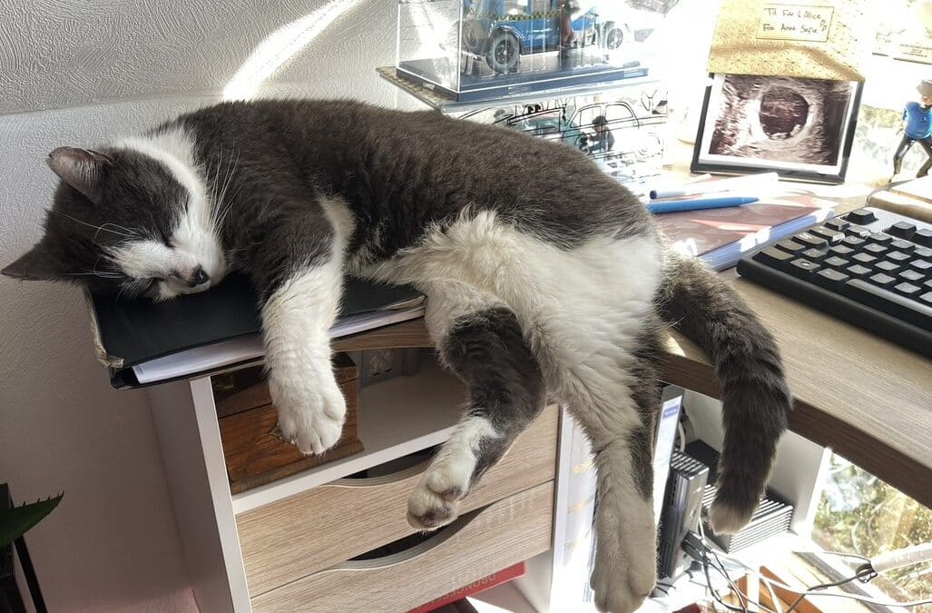 Sommerens Sødeste? Coco på kontoret