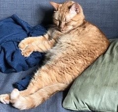 Sommerens Sødeste: Lucky er altid tæt på