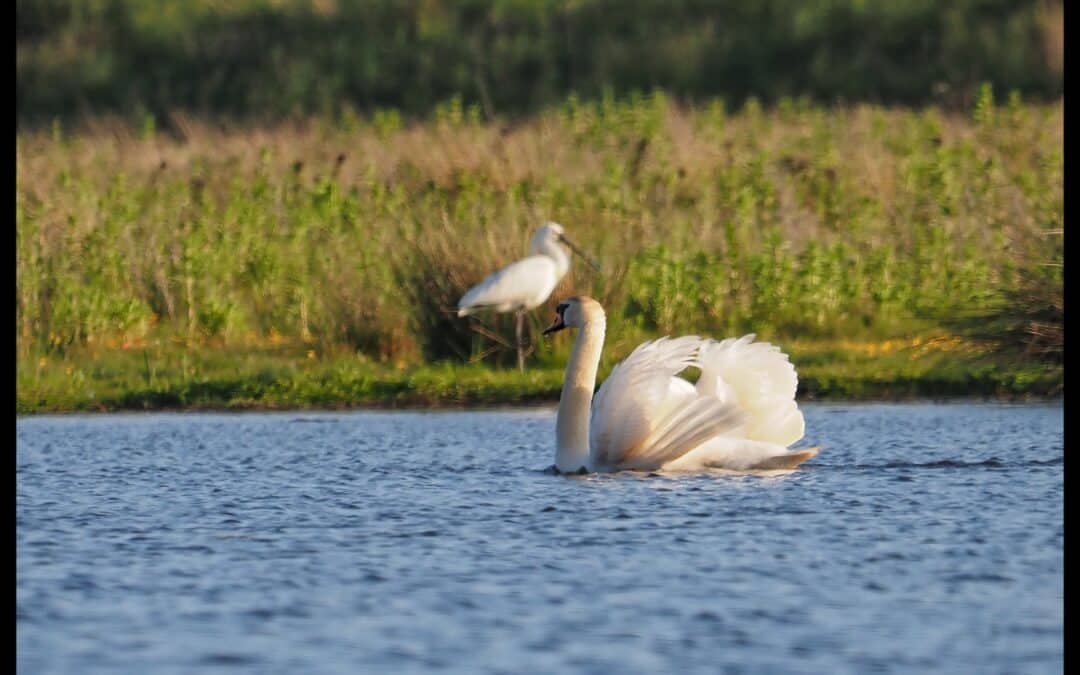 Ugens Fugl: Skestork i Erslev