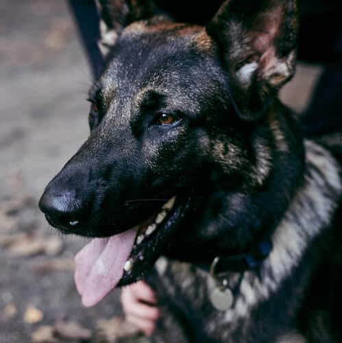 Politihund pågreb indbrudstyv i Nykøbing