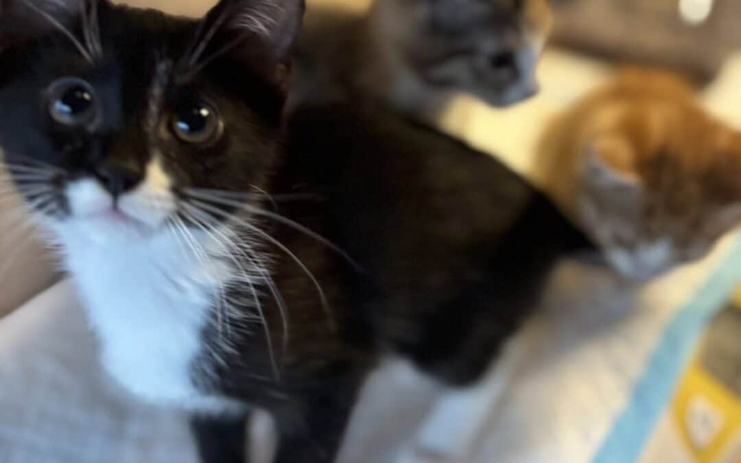 Katte efterladt i grøftekant her på øen